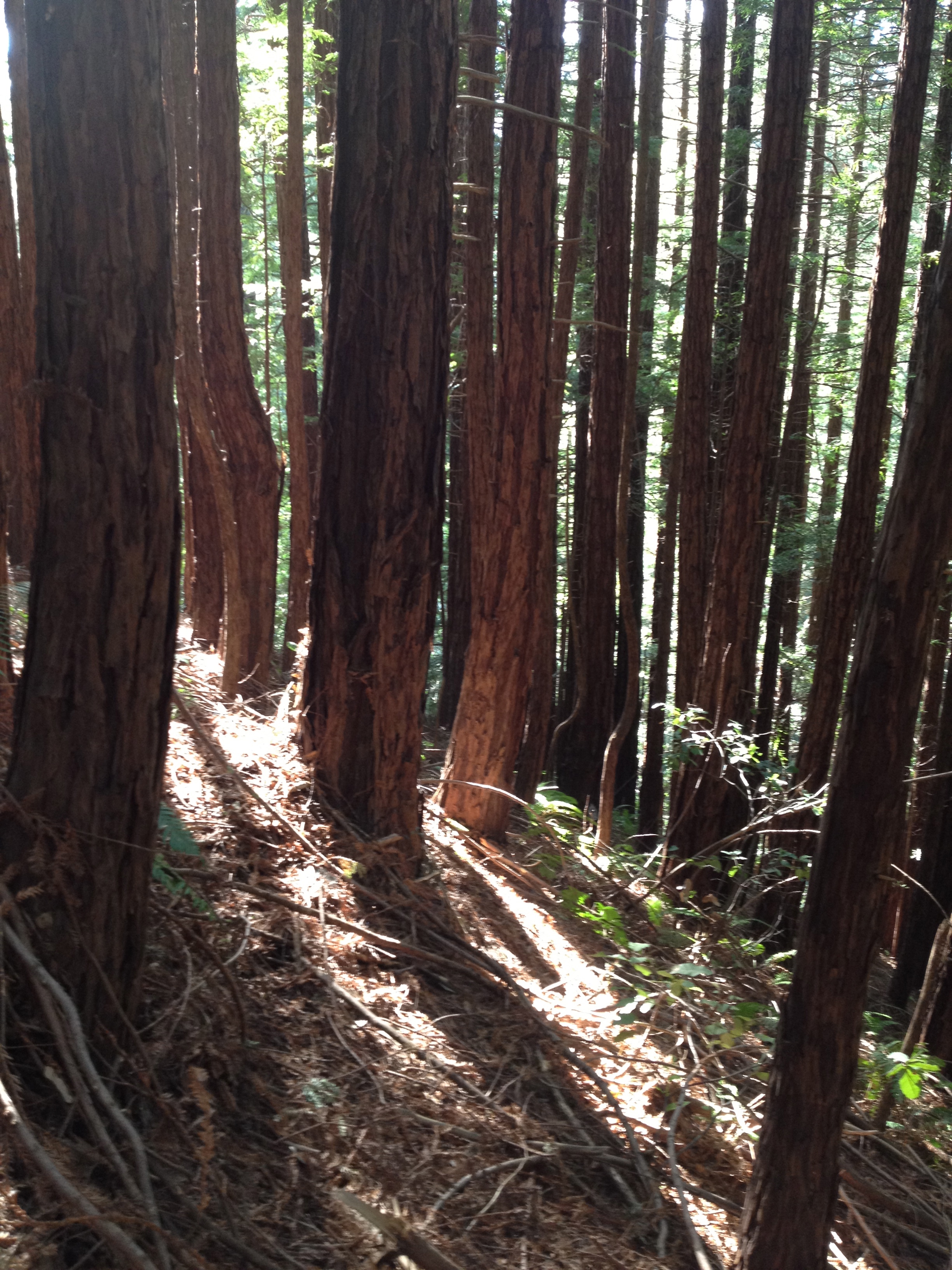 Redwood Trees - Before Editing